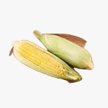 Corn / Maize मक्का / भुट्टा (Makka / Bhutta) - 6 Pcs.