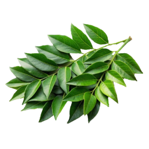 Curry Leaves करी पत्ता (Kadi Patta) - 250 Gram.